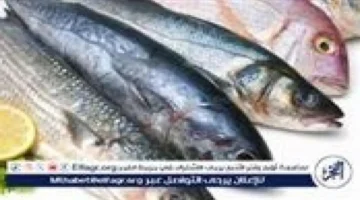 تطورات جديدة في أسعار السمك والبلطي داخل أسواق المنيا خلال تعاملات الجمعة